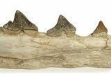 Fossil Primitive Whale (Pappocetus) Jaw - Morocco #227169-11